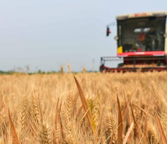 為什么我的饅頭機做的饅頭不起層？